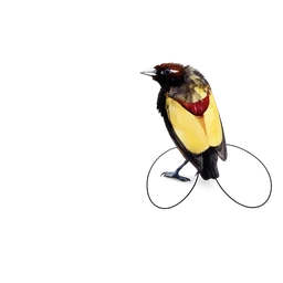 Magnificent Bird-of-paradise