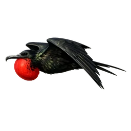 Magnificent Frigatebird, in flight