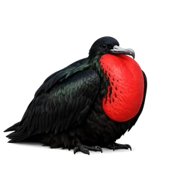 Magnificent Frigatebird