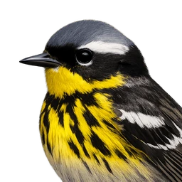 Magnolia Warbler, profile