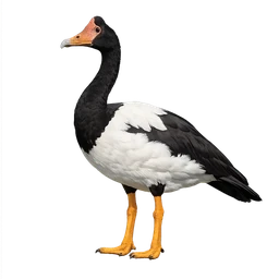Magpie Goose