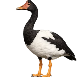 Magpie Goose, profile