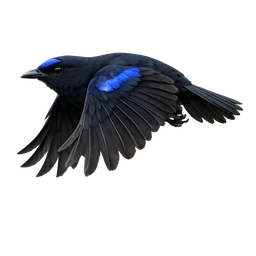 Malabar Whistling-Thrush, in flight