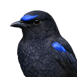 Malabar Whistling-Thrush, profile