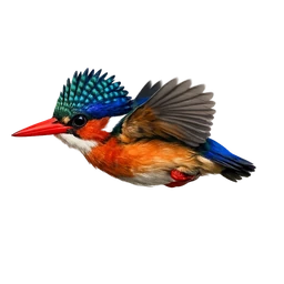 Malachite Kingfisher, in flight