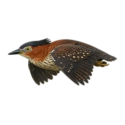 Malayan Night Heron, in flight