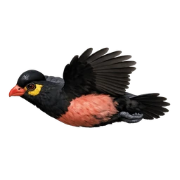Maleo, in flight