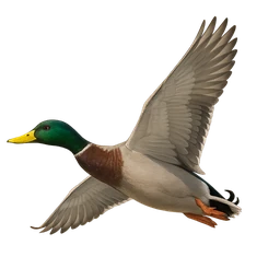 Mallard, in flight