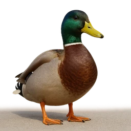 Mallard