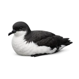 Manx Shearwater
