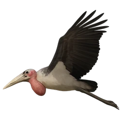 Marabou Stork, in flight