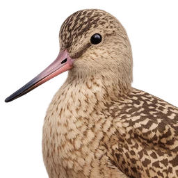 Marbled Godwit, profile