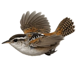 Marsh Wren, in flight