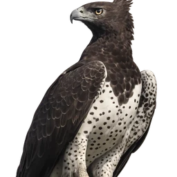 Martial Eagle, profile
