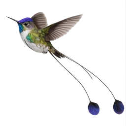 Marvelous Spatuletail, in flight