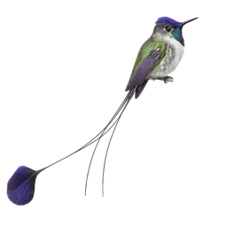 Marvelous Spatuletail