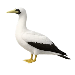 Masked Booby