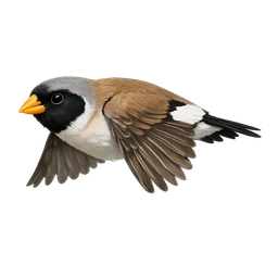 Masked Finch, in flight