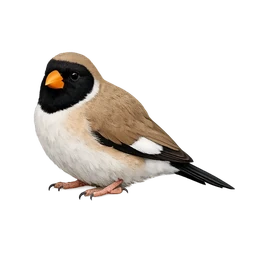 Masked Finch