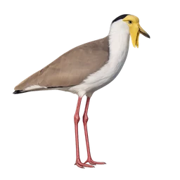 Masked Lapwing