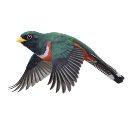 Masked Trogon, in flight