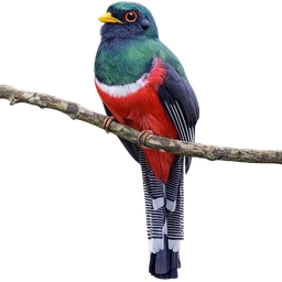 Masked Trogon