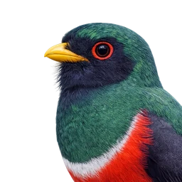 Masked Trogon, profile