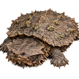 Mata Mata