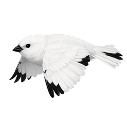 McKay's Bunting, in flight