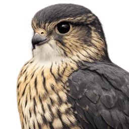 Merlin, profile
