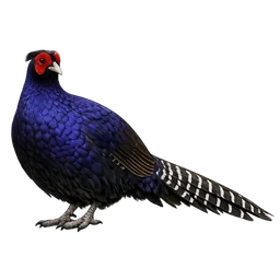 Mikado Pheasant