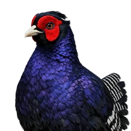 Mikado Pheasant, profile