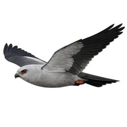 Mississippi Kite, in flight
