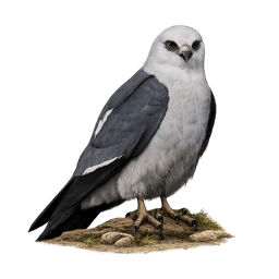 Mississippi Kite