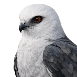 Mississippi Kite, profile