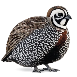 Montezuma Quail