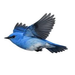Mountain Bluebird, in flight