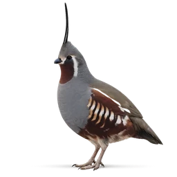 Mountain Quail