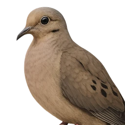 Mourning Dove, profile