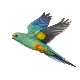 Mulga Parrot, in flight