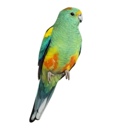 Mulga Parrot