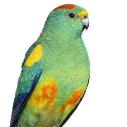 Mulga Parrot, profile