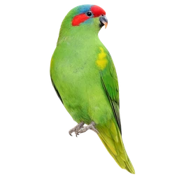 Musk Lorikeet