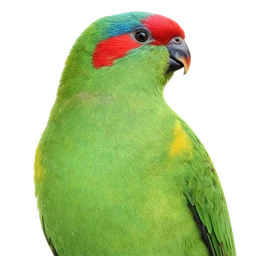 Musk Lorikeet, profile