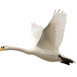Mute Swan, in flight