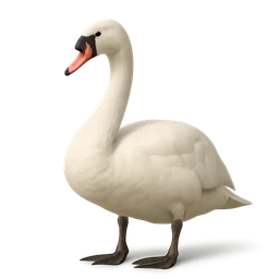 Mute Swan