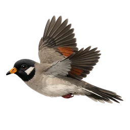 Namaqua Dove, in flight