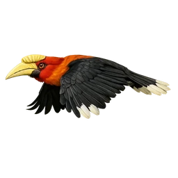 Narcondam Hornbill, in flight