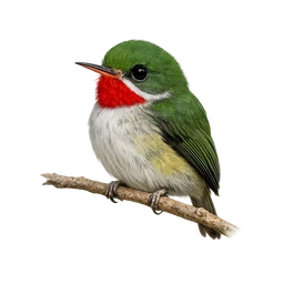 Narrow-billed Tody