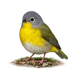 Nashville Warbler